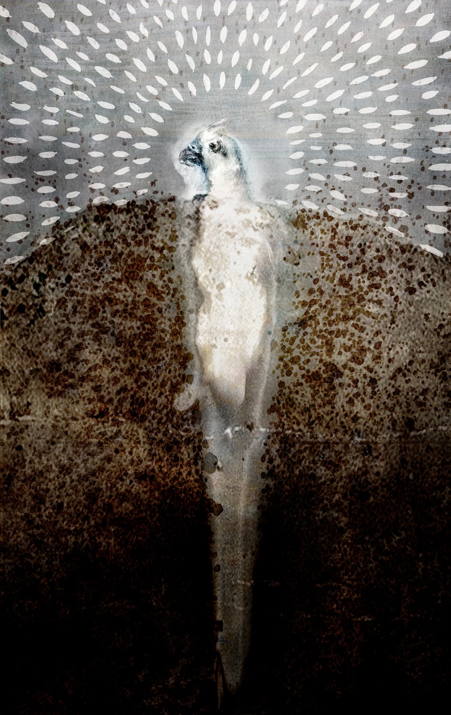 the Lorikeet of Transcendence