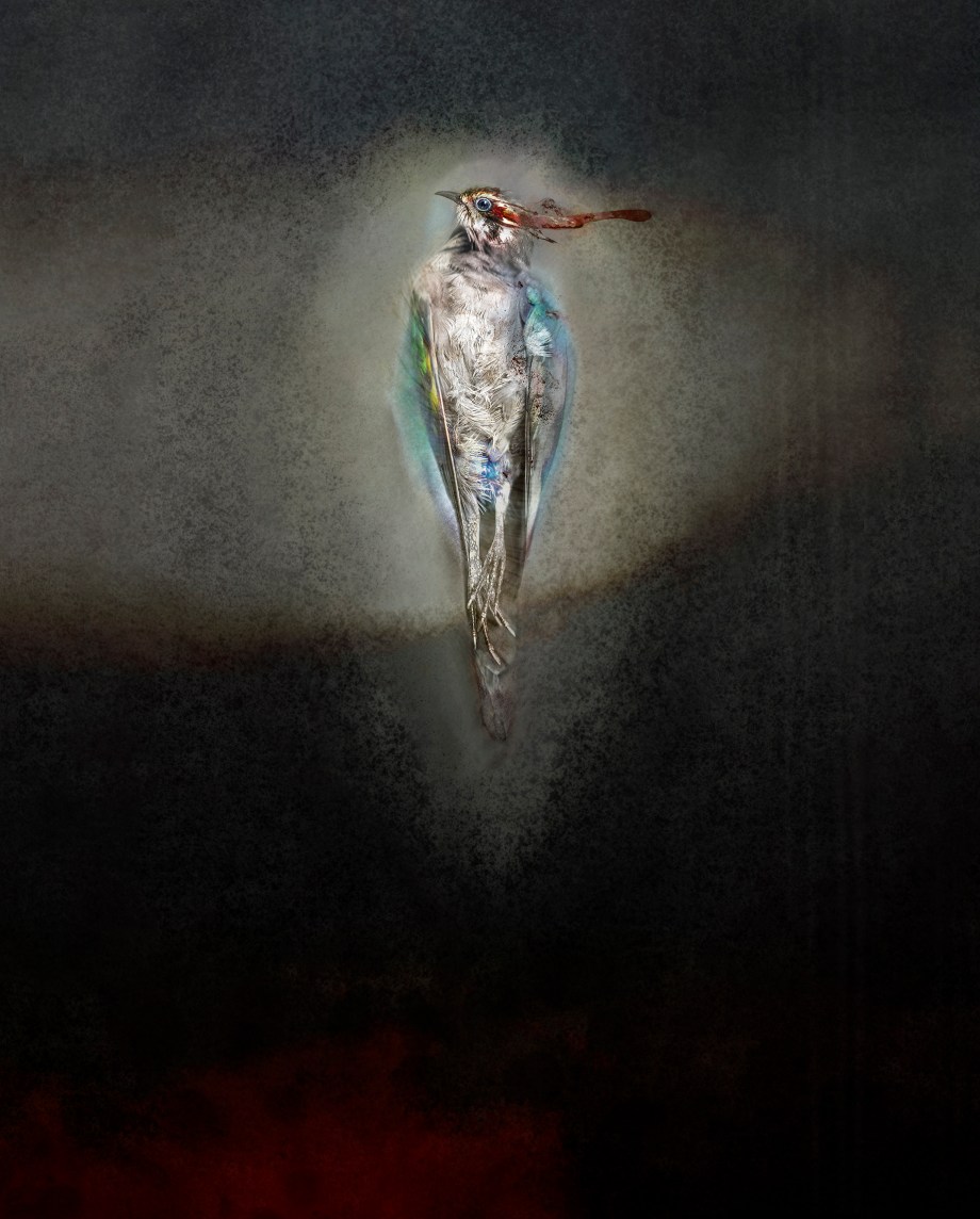 horsfield's bronze-cuckoo3