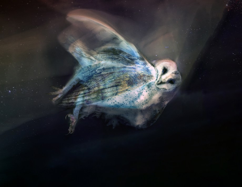 masked owl lumen 3