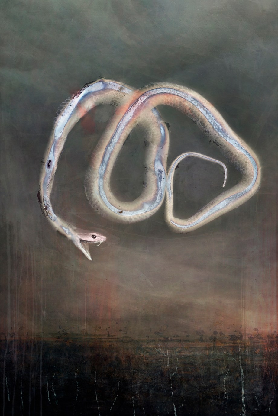 melissa singing from inside the storm, over brown mountain, lulling white eucalypts to sleep_ lumachrome glass print_roadkill brown snake, sticks, dried leaves, shed python ski